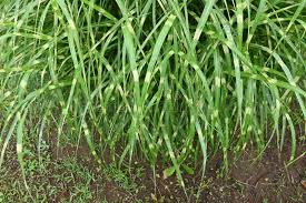 Image result for Miscanthus sinensis Zebrina