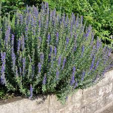 Image result for Ysop