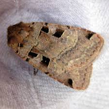 Attēlu rezultāti vaicājumam “Xestia triangulum”