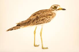 Image result for Burhinus oedicnemus