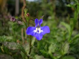Attēlu rezultāti vaicājumam “Lobelia erinus flower”
