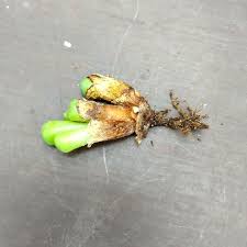 Attēlu rezultāti vaicājumam “Craterium minutum young”