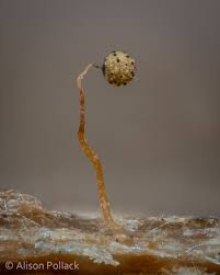 Attēlu rezultāti vaicājumam “Cribraria microcarpa”