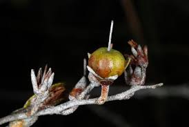Attēlu rezultāti vaicājumam “Chamaedaphne calyculata fruit”