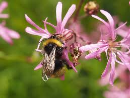 Attēlu rezultāti vaicājumam “Psithyrus sylvestris”