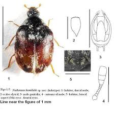 Attēlu rezultāti vaicājumam “Anthrenus sp.”