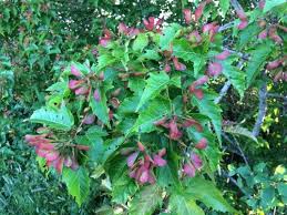 Attēlu rezultāti vaicājumam “Acer tataricum subsp. ginnala leaf”