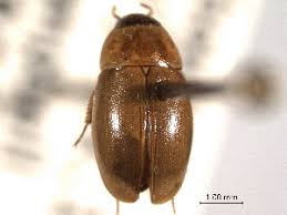 Attēlu rezultāti vaicājumam “Enochrus affinis”