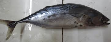 Image result for Euthynnus affinis