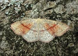 Attēlu rezultāti vaicājumam “Cyclophora punctaria”
