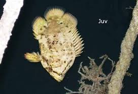 Image result for Lobotes surinamensis