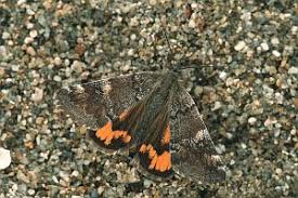 Attēlu rezultāti vaicājumam “Archiearis parthenias”