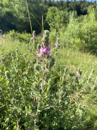 Attēlu rezultāti vaicājumam “Ononis arvensis”