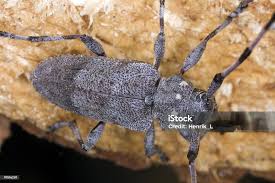 Attēlu rezultāti vaicājumam “Acanthocinus aedilis”