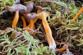 Attēlu rezultāti vaicājumam “Hemitrichia lutescens”