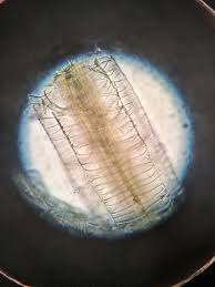 Attēlu rezultāti vaicājumam “Sphagnum palustre sporophyte”