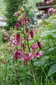 Image result for Lilium martagon `Chameleon`