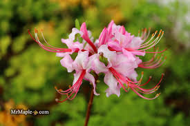 Attēlu rezultāti vaicājumam “Rhododendron periclymenoides flower”