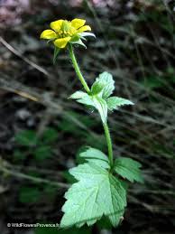 Image result for Geum urbanum