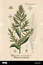 Image result for Chenopodium ambrosioides