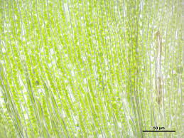 Attēlu rezultāti vaicājumam “Plagiothecium laetum”