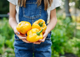 Afbeeldingsresultaat voor californian wonder golden sweet pepper