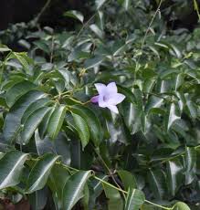 Attēlu rezultāti vaicājumam “Apocynaceae”