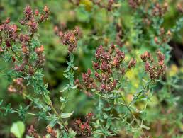 Image result for Hypericum perforatum