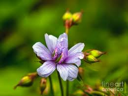 Image result for Geranium `Summer Skies`