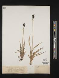 Attēlu rezultāti vaicājumam “Carex cespitosa”