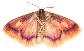 Attēlu rezultāti vaicājumam “Idaea muricata”