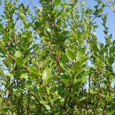 Attēlu rezultāti vaicājumam “Betula humilis”