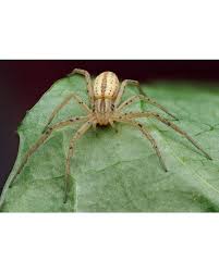 Attēlu rezultāti vaicājumam “Philodromidae”