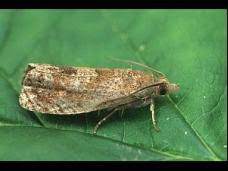 Attēlu rezultāti vaicājumam “Epiblema grandaevana”