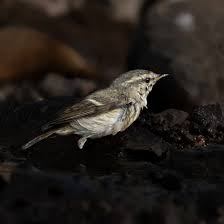 Image result for Phylloscopus humei