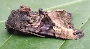 Attēlu rezultāti vaicājumam “Euplexia lucipara”