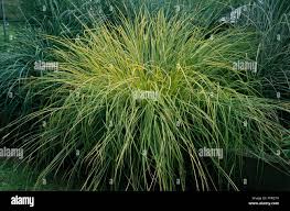 Attēlu rezultāti vaicājumam “Carex elata”