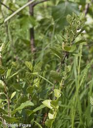 Attēlu rezultāti vaicājumam “Betula humilis”