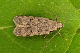 Attēlu rezultāti vaicājumam “Gelechia rhombella”