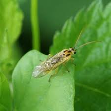 Attēlu rezultāti vaicājumam “Euura acutifoliae”