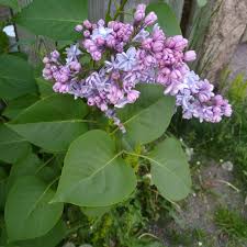 Attēlu rezultāti vaicājumam “Syringa vulgaris fruit”
