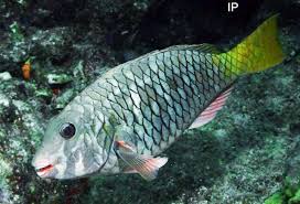 Image result for Sparisoma rubripinne