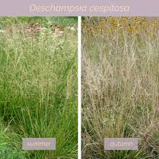 Attēlu rezultāti vaicājumam “Deschampsia flexuosa”
