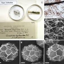 Attēlu rezultāti vaicājumam “Symphytocarpus flaccidus sessile”