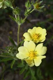 Image result for Potentilla recta