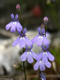 Attēlu rezultāti vaicājumam “Lobeliaceae”