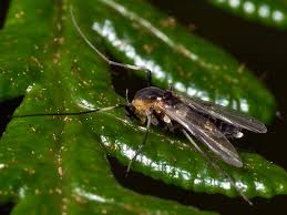 Attēlu rezultāti vaicājumam “Cricotopus”