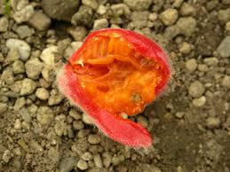 Attēlu rezultāti vaicājumam “Thladiantha dubia”