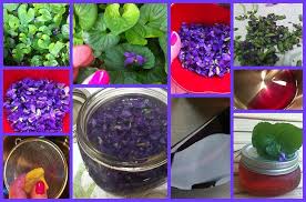 Attēlu rezultāti vaicājumam “Viola odorata bud”