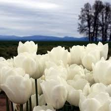 http://t0.gstatic.com/images?q=tbn:ANd9GcRp5NdmGmJk2lQlyXgNVwRJTymeyKHkksR_1m96mlz89hm_mQ6F